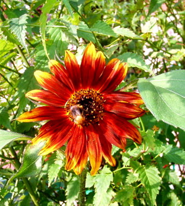 Ostatni sierpień lubił słoneczniki.