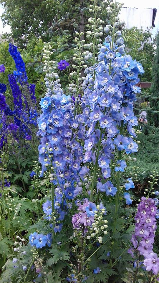 Ostróżki ogrodowe, które wysiałam dwa lata temu. W tym roku były przepiękne. Brakuje mi jeszcze w kolorze białym.