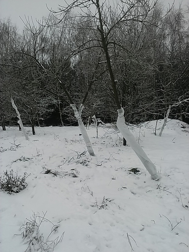 Otulone drzewka owocowe w styczniowej oprawie