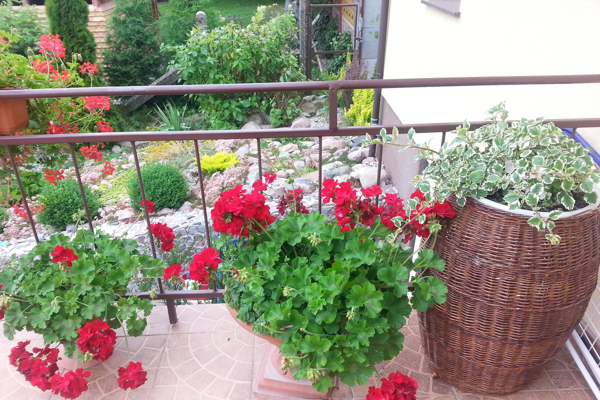 Pelargonia