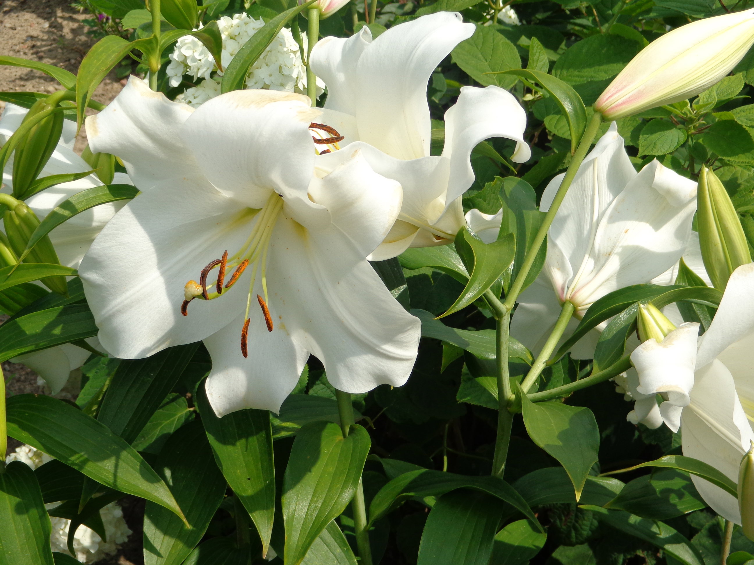 piękna lilia  zawilec 