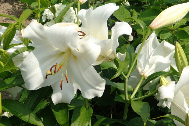 piękna lilia zawilec