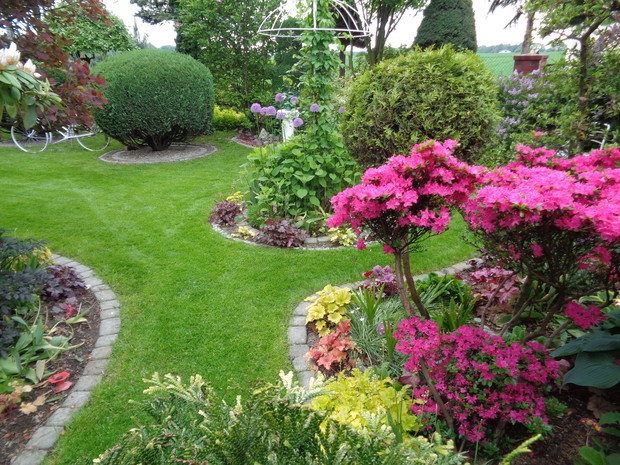 Piękna nasza radość z kwiatów azalii kiedy nadchodzi pełnia  doskonałej wiosny.