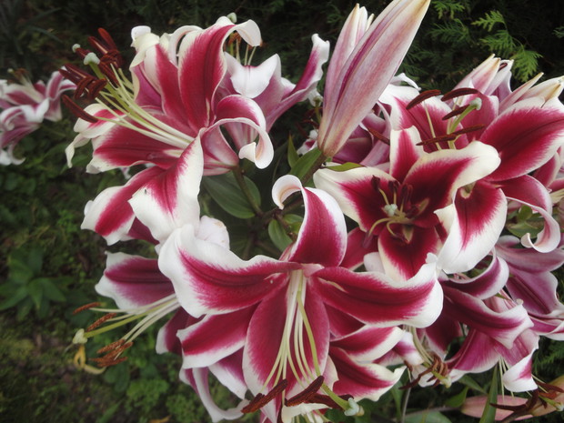 Piękność nic dodać nic ująć