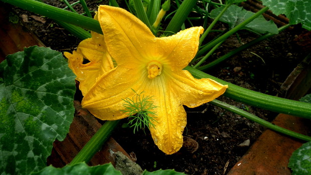 Piękny kwiat cukinii.