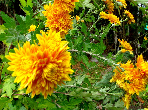 Pierwsze chryzantemy zakwitają mi z końcem września.