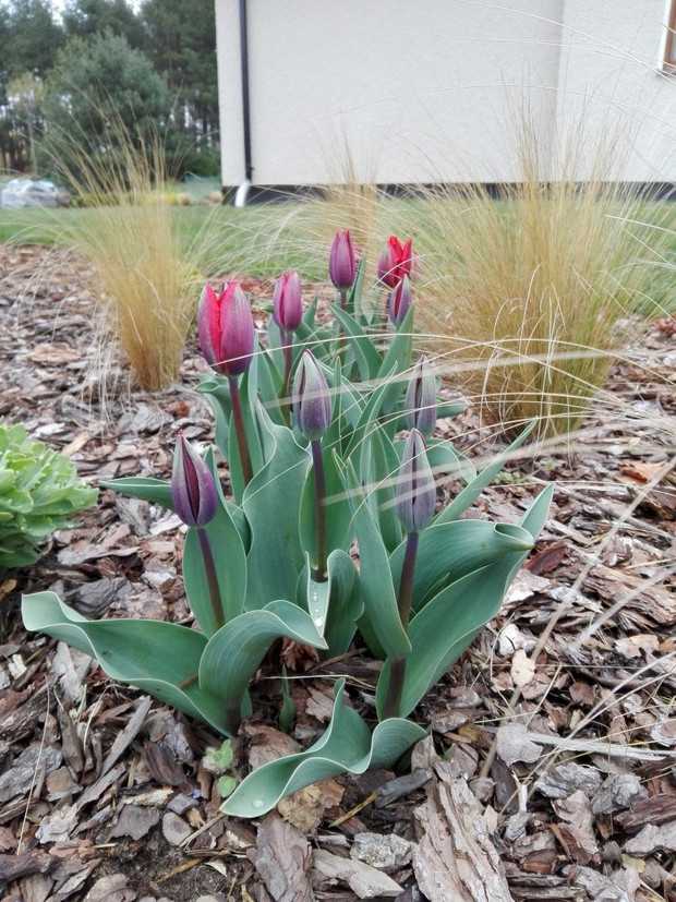 Pierwsze tulipany