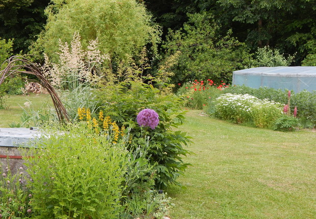 Pierwszy ozdobny czosnek  pod studnią