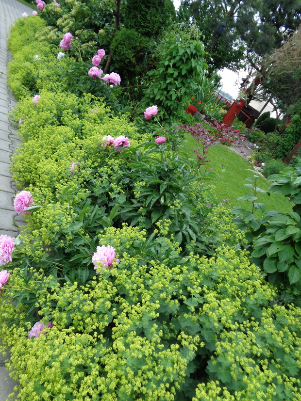 Piwonie w towarzystwie przywrotnika oklapowego na południowej stronie ogrodu.