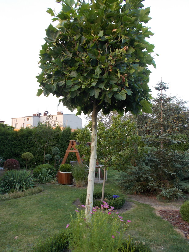 Platan klonolistny - uwielbiany przez pięknie łuszczącą się korę.