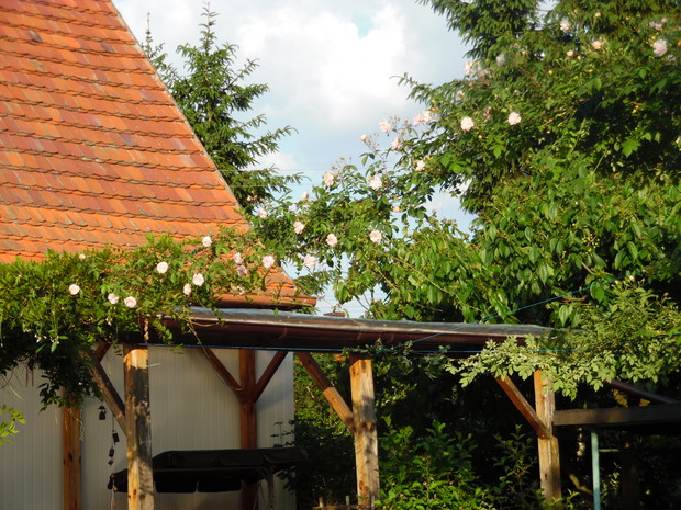 Pnie się też w drugą stronę.