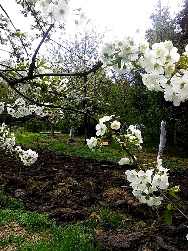 Początek kwietnia i kwitnące drzewka owocowe.