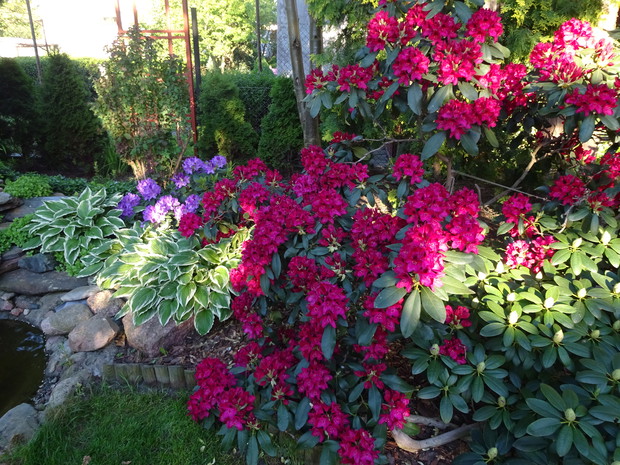 Pod drzewami jest dla nich najlepszy klimat.