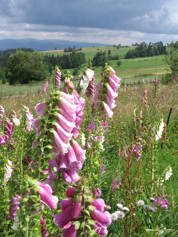 Podhale - Naparstnice na łące kwietnej 