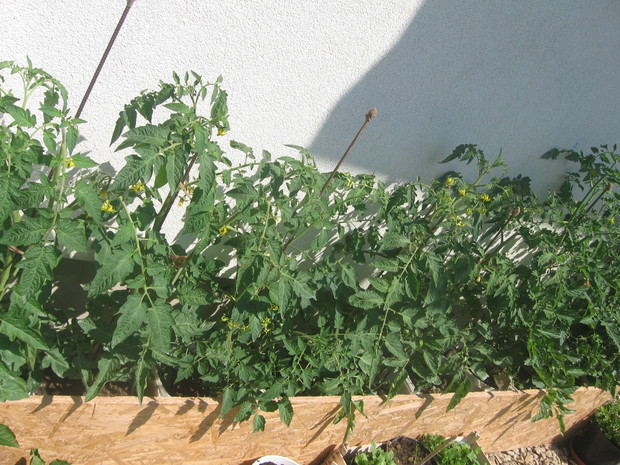 pomidory w wiaderkach  