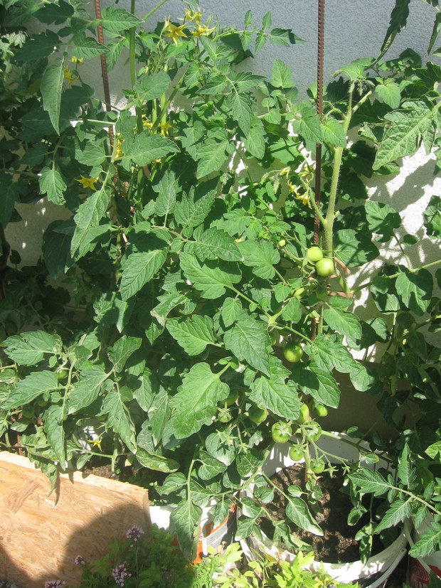 pomidory w wiaderkach  