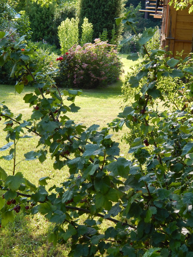 Porzeczkoagrest zdecydowanie mogę polecić wszystkim miłośnikom ekologicznych upraw....bardzo dobrze plonuje bez jakiejkolwiek chemii...