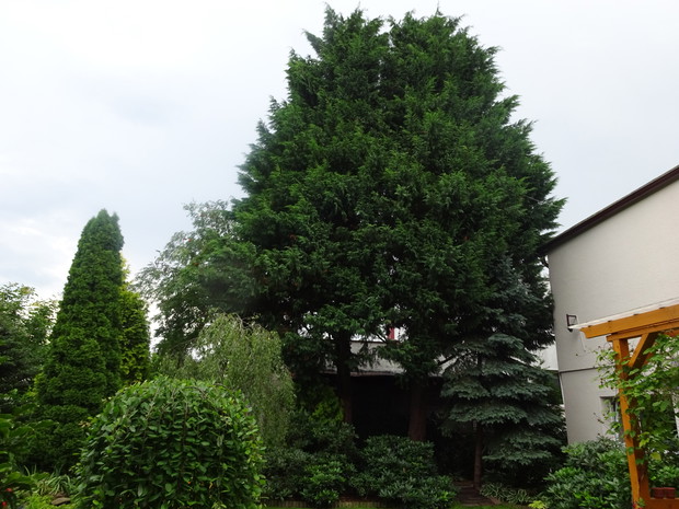 Potężne tuje dają cień rododendronom i tworzą leśny zakątek.