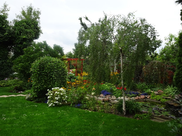 Przed oczkiem wodnym brzoza i wierzba szczepione na pniu. 