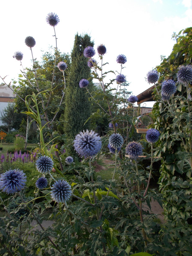 Przegorzan pospolity to kolejna miododajna roślina w moim ogrodzie.