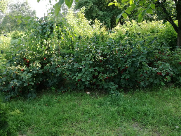 Pysze, duże, czerwone porzeczki - wkomponowane w inne rośliny