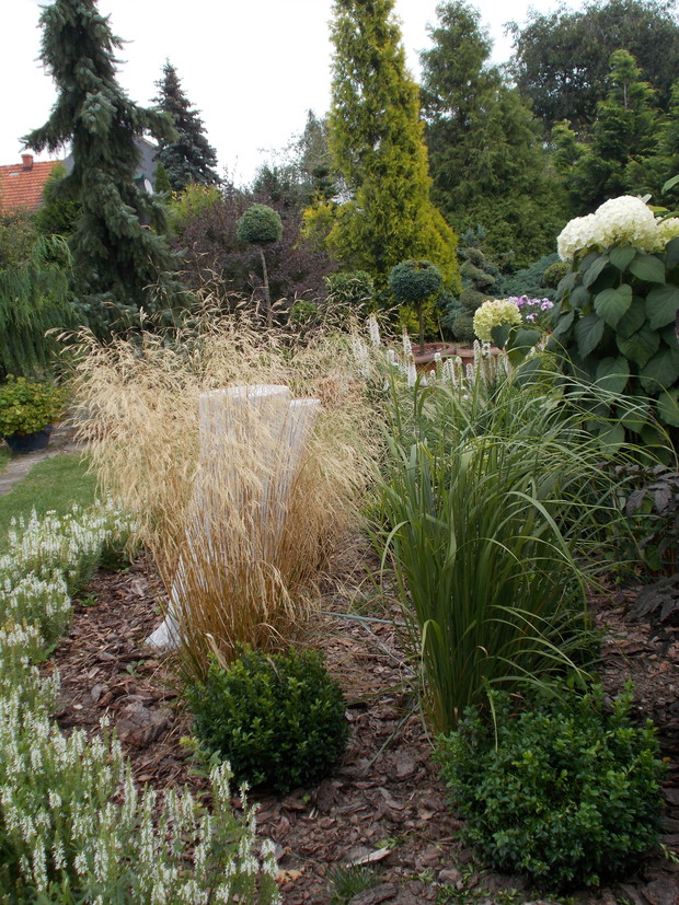 Rabata założona w zeszłym roku z trawami ozdobnymi oraz bylinami kwitnącymi na biało.