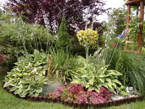 Rabata żwirowa z funkiami w roli głównej