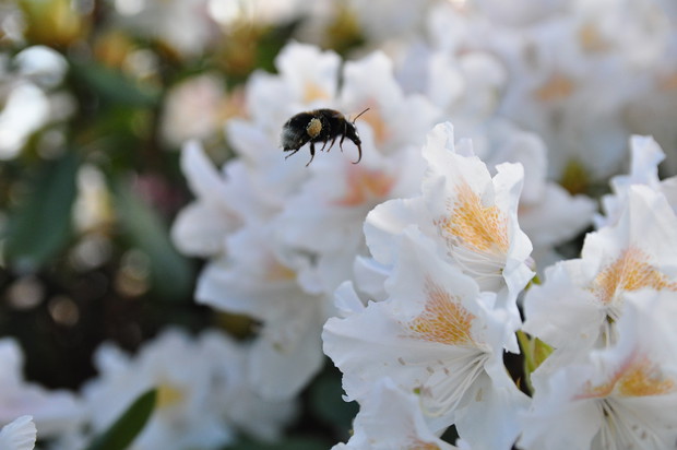 Rododendronowy amator