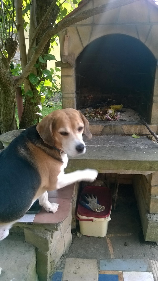 Rodzinny grill, stawiany przez Tatusia