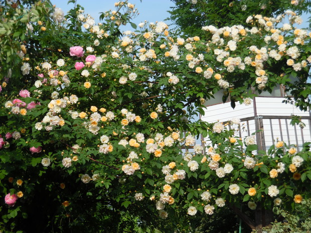 Róża dotarła na domek .