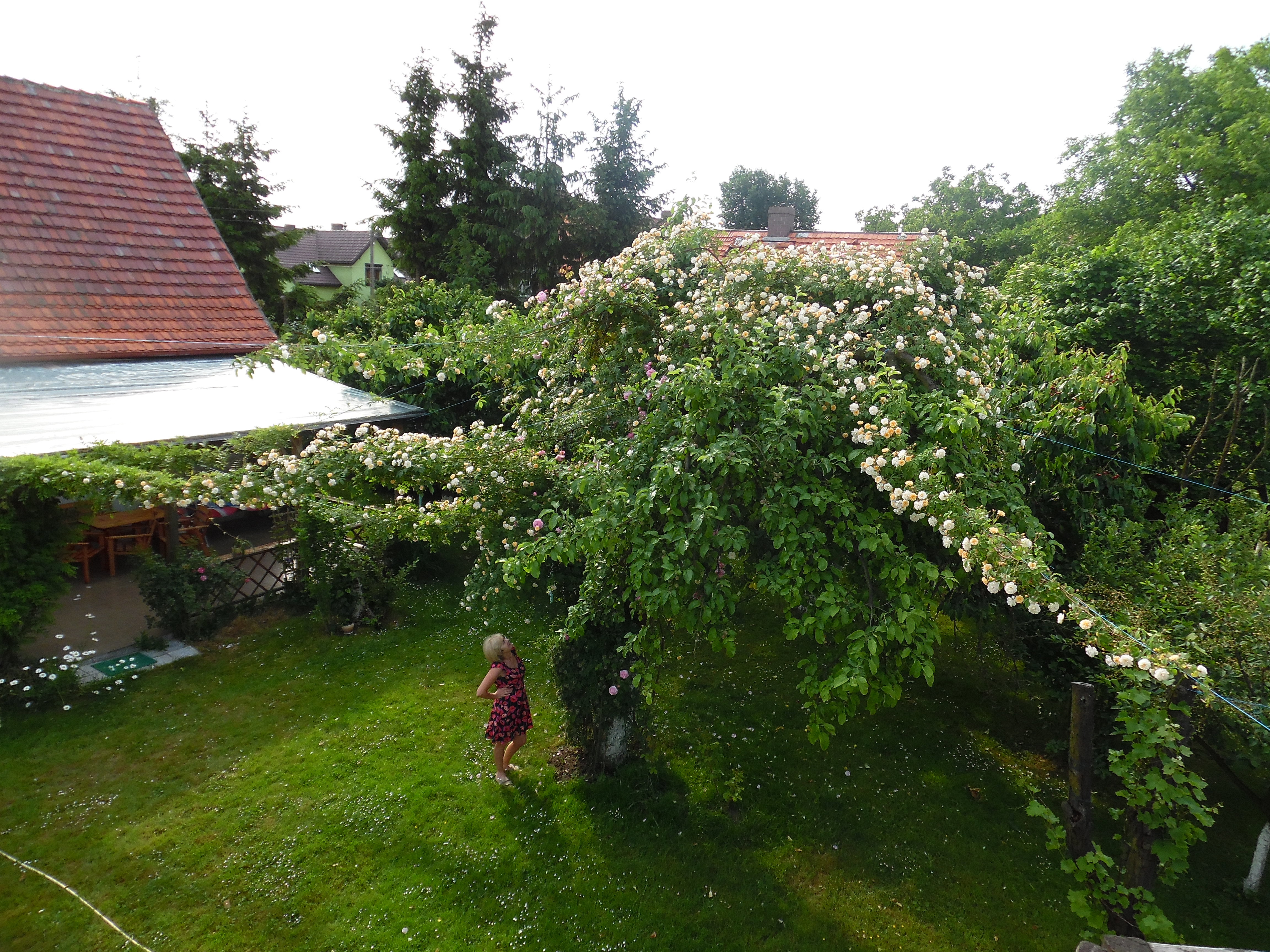 Róża na jabłoni pnie się w różne strony.