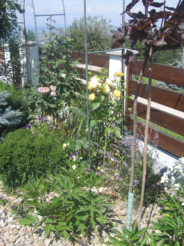 róże, klony i lawenda 