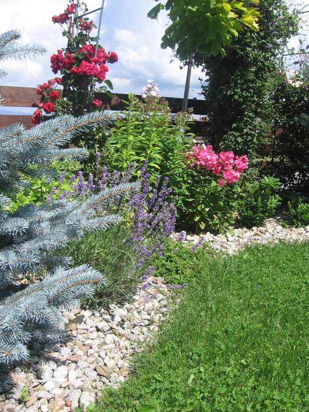 róże, lawenda i floksy