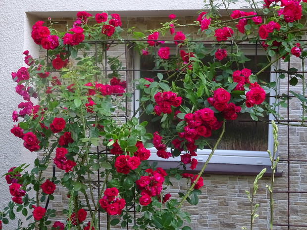 Róże w przedogródku.