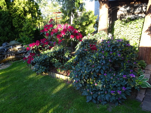 Różne odmiany powodują, że ich kwitnienie jest długie.