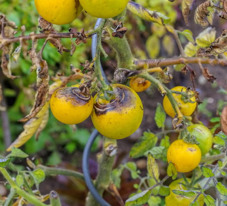 Rozwojowi zarazy ziemniaka sprzyja duża, utrzymująca się wilgotność powietrza (zdj.: Fotolia.com)