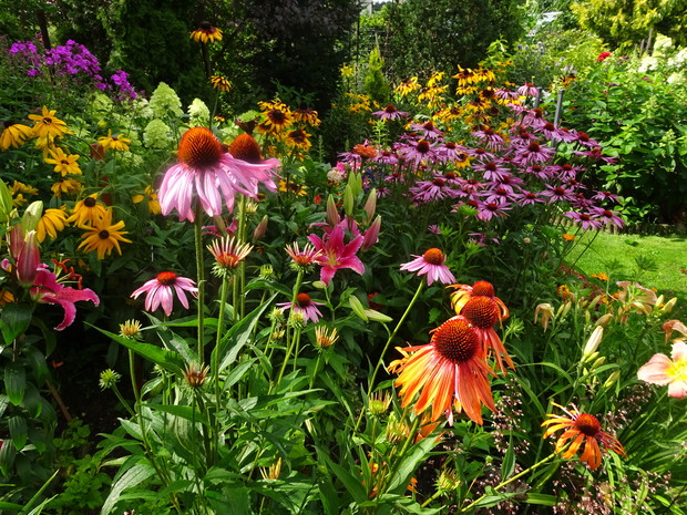 Rudbekie j jeżówki kwitną całe lato.