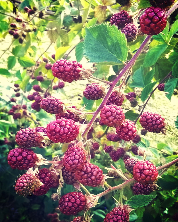 Sama natura, jeżynowe pyszności 