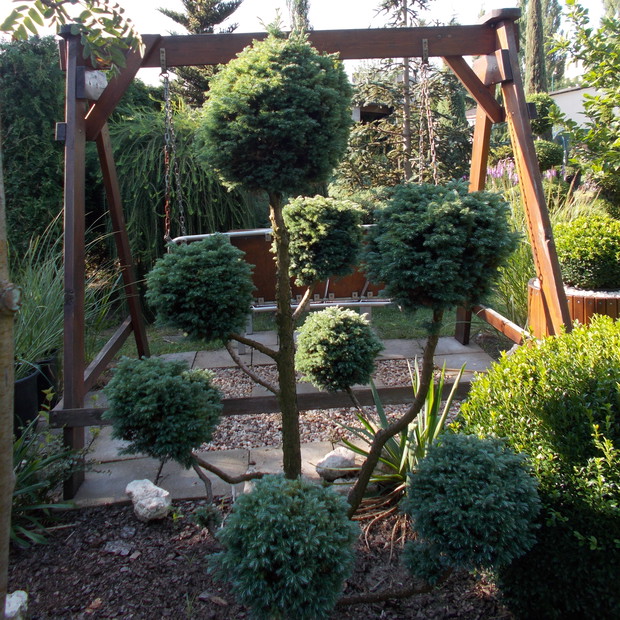 Sami formujemy drzewa i krzewy w stylu bonsai.