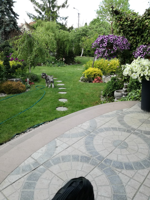 ścieżka w głąb ogrodu