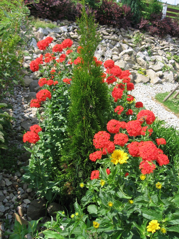 Skalniak i rabatki - ślicznie czerwone firletki 