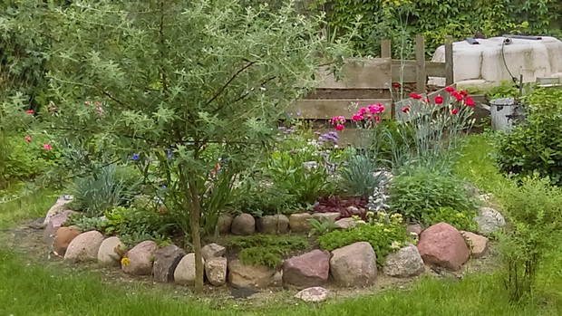 Skalniak przy kompostowniku