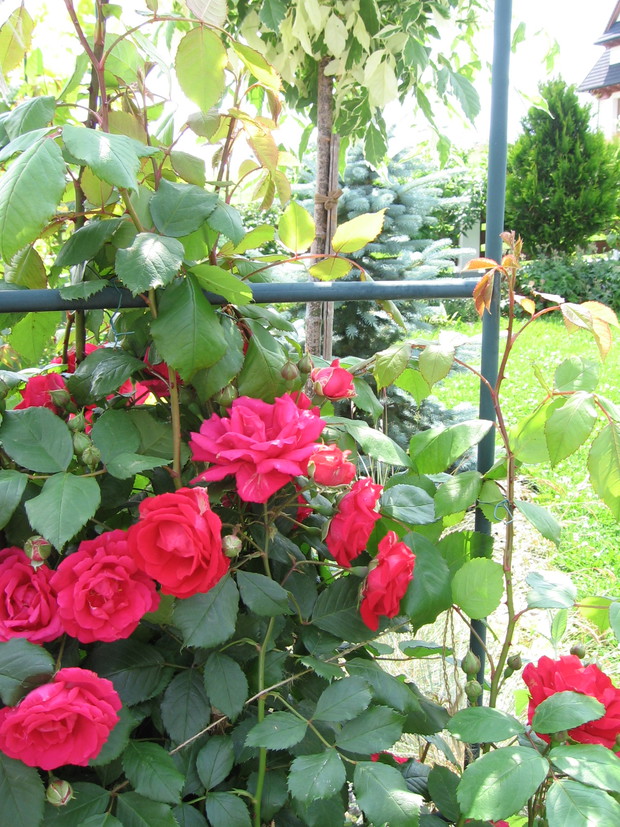 Skalny ogród - róże królowe lipcowej pory