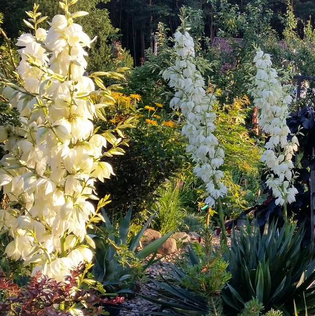 śródziemnomorskie klimaty