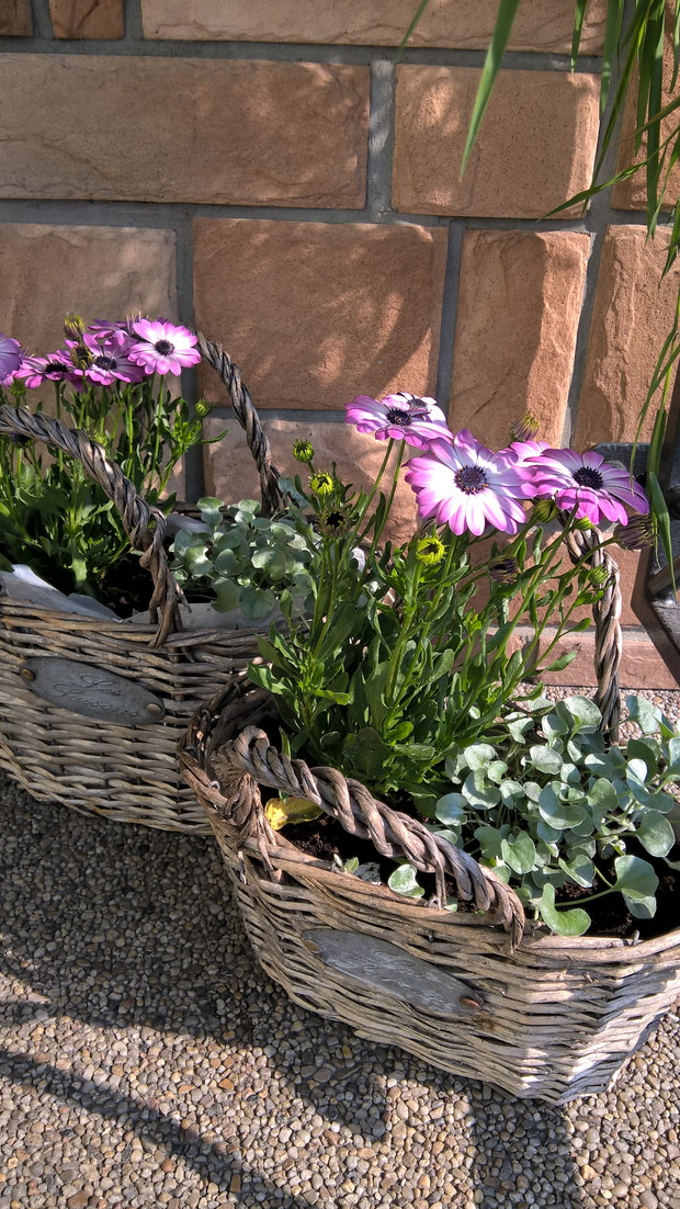 Stokrotki afrykańskie w wiklinowych koszykach.