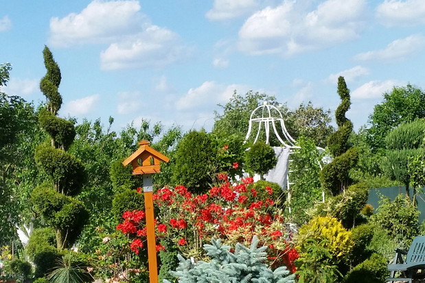 strzyżone szmaragdy