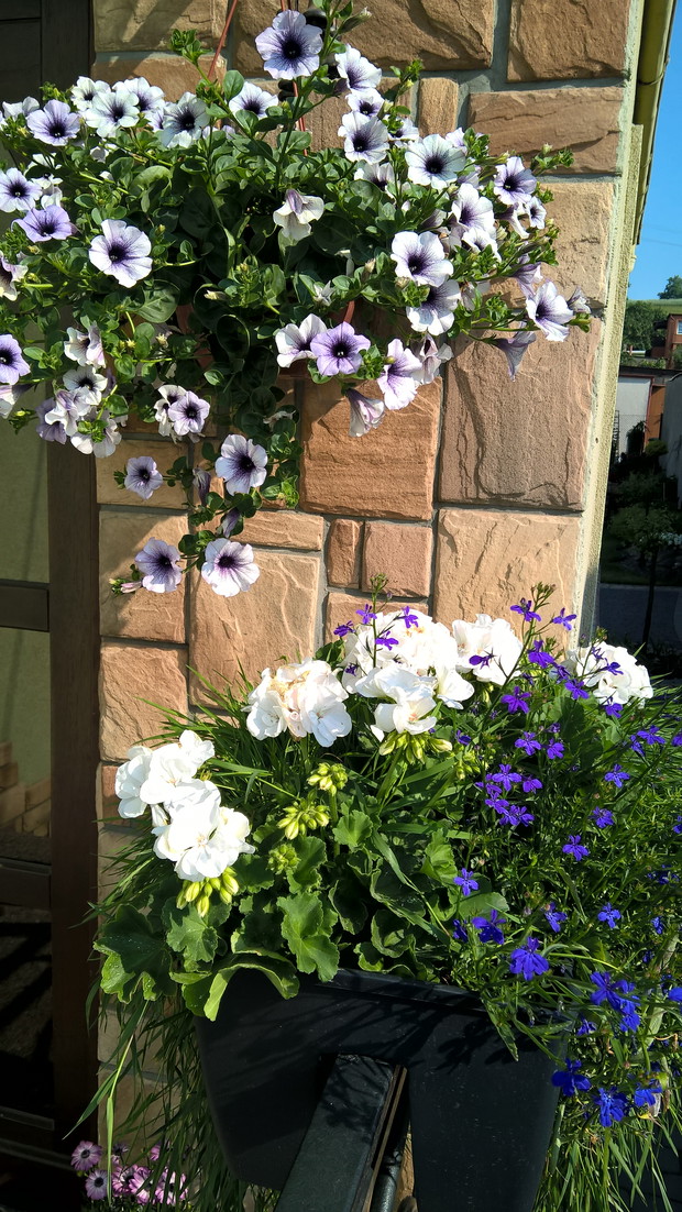 Surfinia w wiszącej donicy.