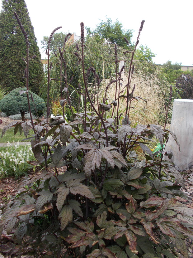 Świecznica "Atropurpurea"