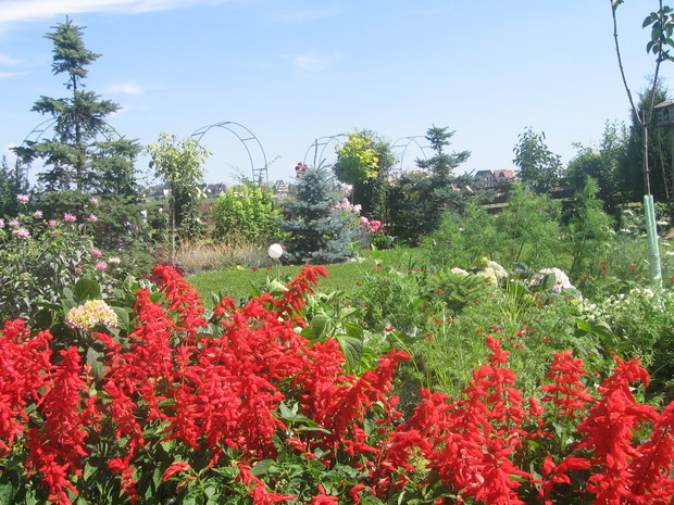 szałwia błyszcząca ożywia ogród czerwienią 