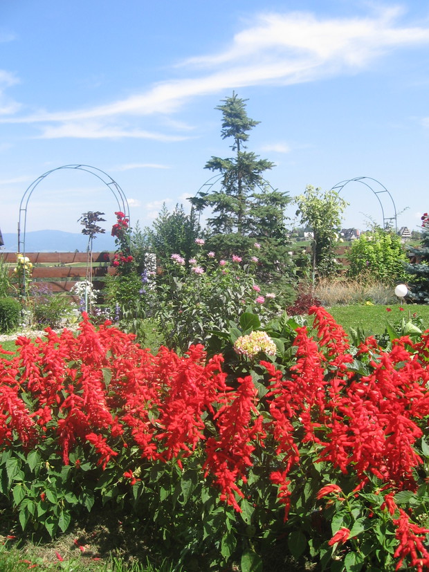 szałwia błyszcząca ożywia ogród czerwienią 